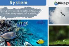 system justification